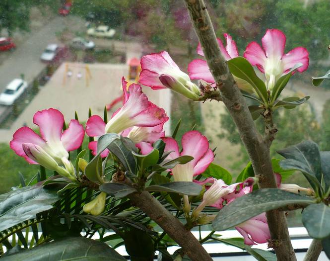 P1130592 - ADENIUM OBESUM