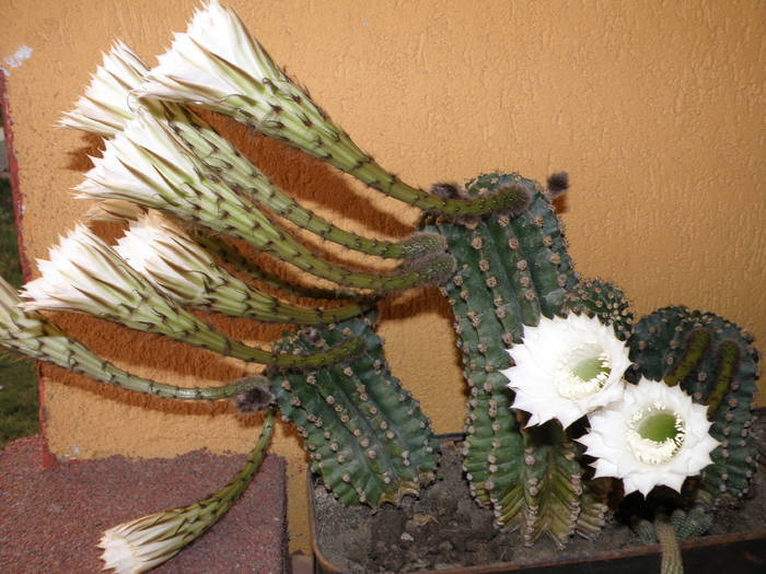 Picture 022 - cactusi
