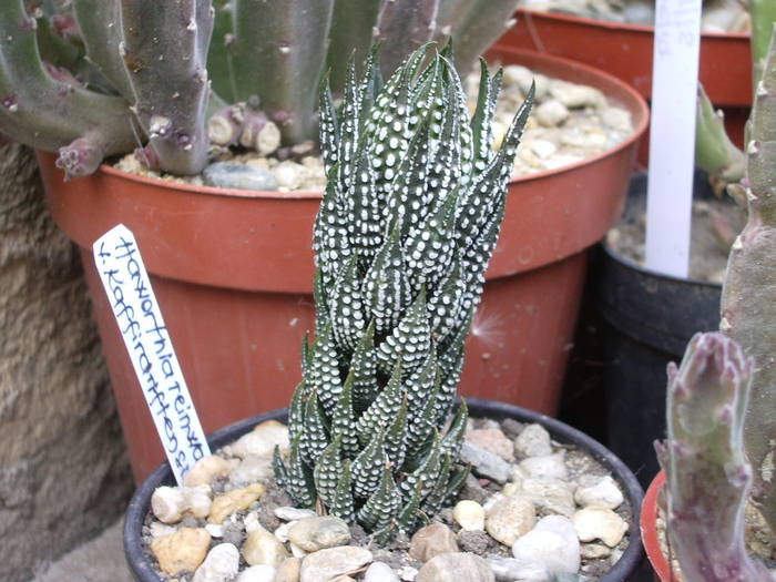  - Haworthia - Gasteria