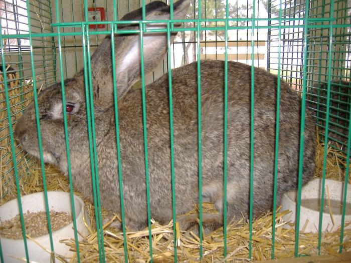 Nitra 06.12.2008 038