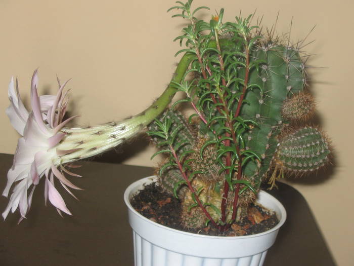 Echinopsis hb -  iulie 2009 - Cactusi