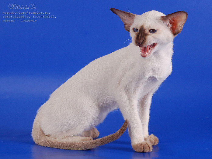 D_282 - Desktop Pisici