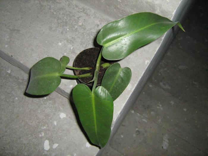 filodendron - floricele