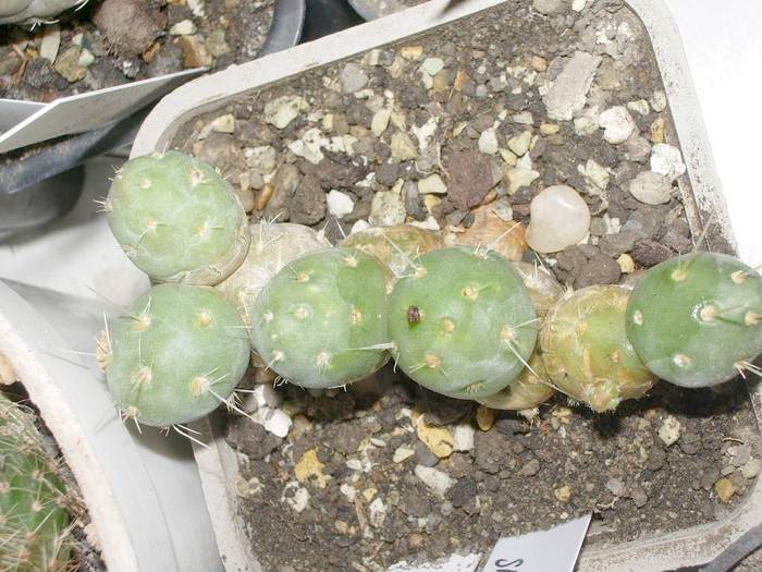  - Tephrocactus