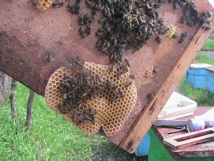 PIC_0257 - Zum-Zum-Albinuta