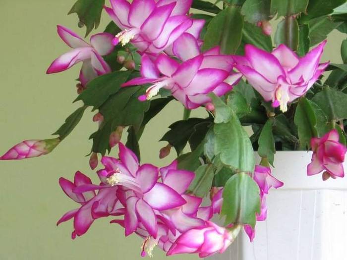 SHUMBERGERA TRUNCATA - Schlumbergera PINKK