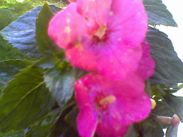 achi roz - achimenes