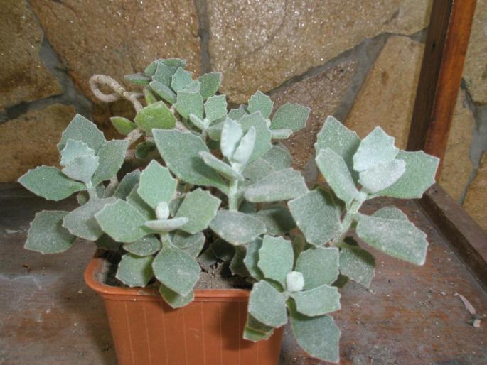 Kalanchoe millotii - Suculente 2008