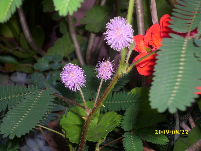 DSCI0141 - mimosa pudica