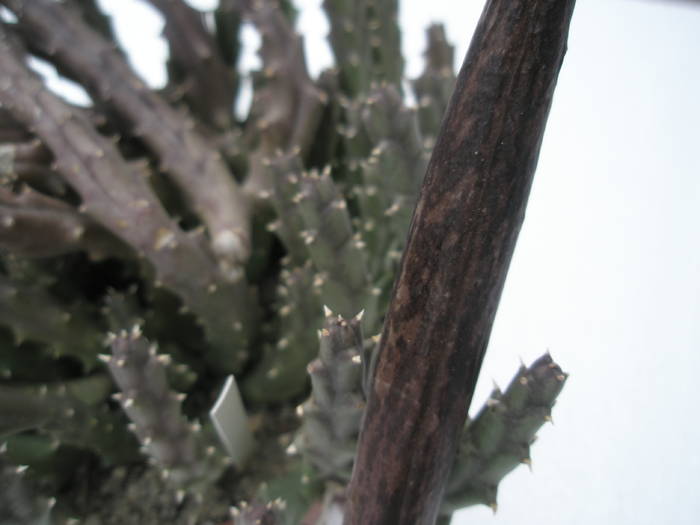 detaliu fruct - S. variegata - FRUCTE de cactusi si suculente