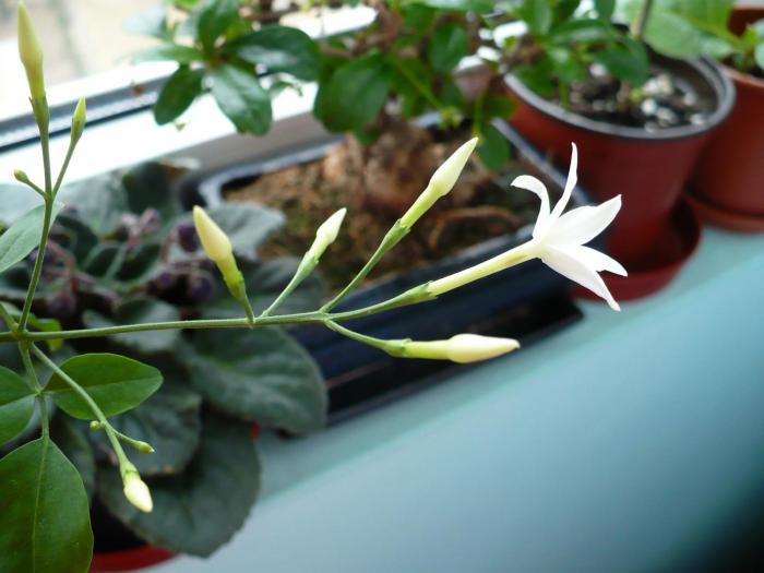 Jasmin - Alte plante