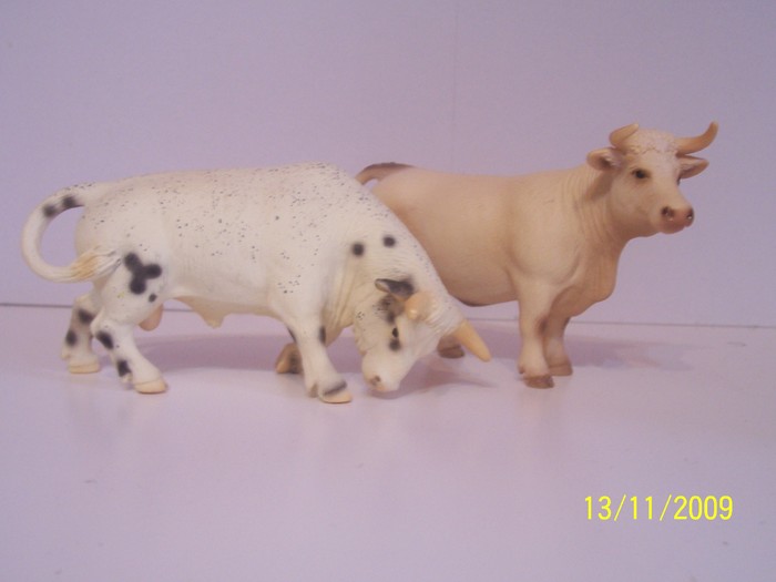 Vaca Charolais si taur rodeo - Ferma
