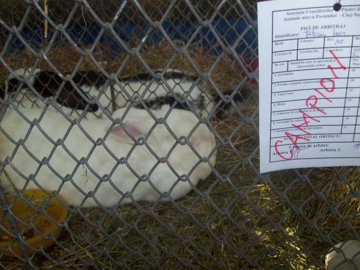 EXPO 2009 .01.09  CLUJ-NAPOCA 109