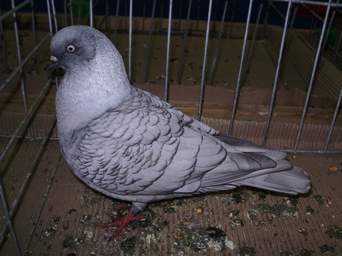 10469 koln tbl 1 - 1507 partea 6a