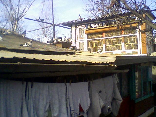 Fotografii-0043 - Copy - Copy (2) - Porumbeii mei calatori