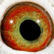 WACPQTERJKJRJDQWTWU - OCHII PORUMBEILOR