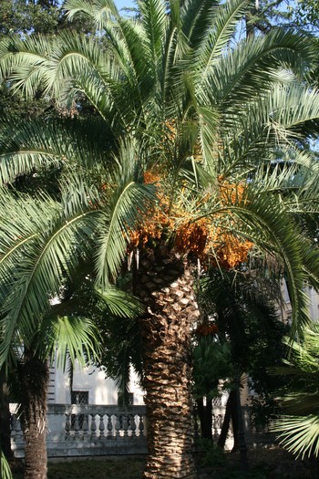 roma 313 - Gradina si Piazza Quirinale