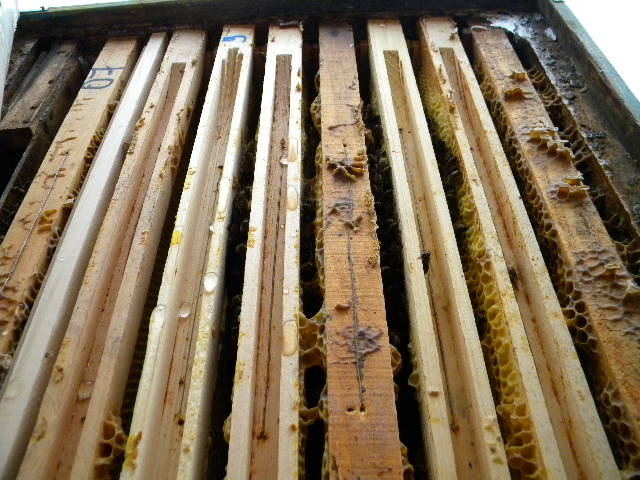 DSCN4005 - apicultura