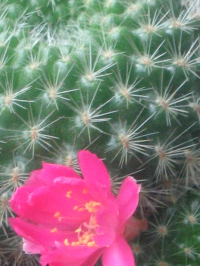 Rebutia aureiflora 'Kesselringiana' - August 2009 - Cactusi