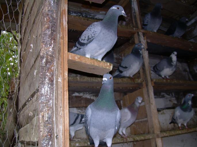 Porumbeii mei(28-10-2007) 00