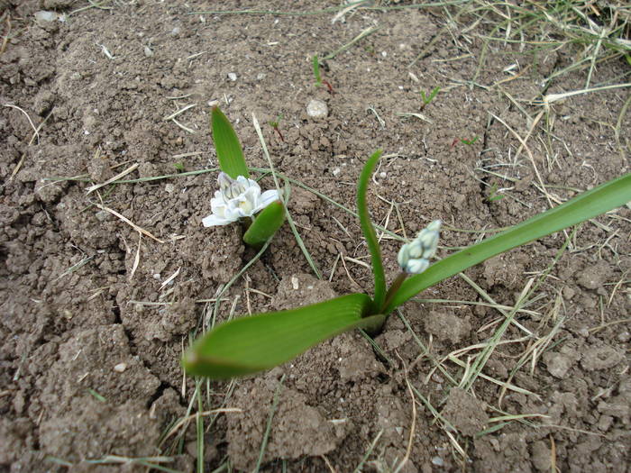 Striped Squill (2009, March 29) - PUSCHKINIA Scilloides