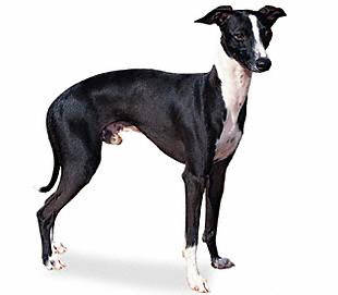 italian_greyhound