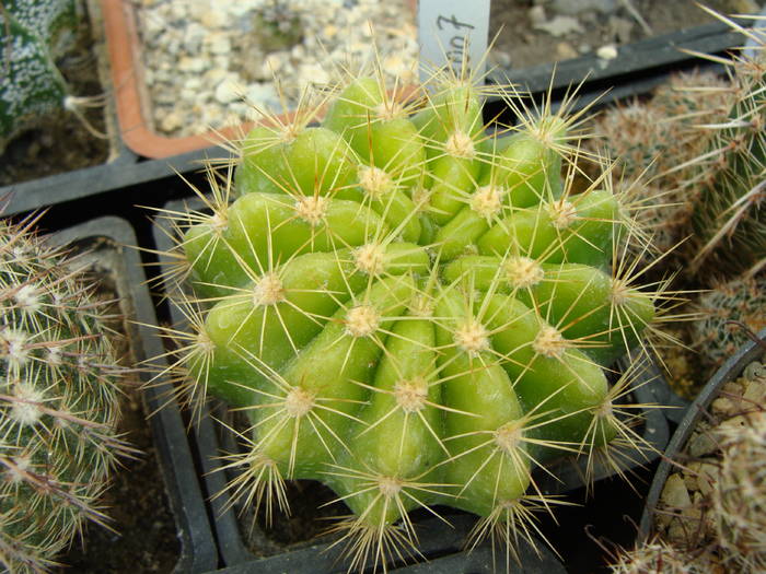 Echinopsis ? 1 - Lobivia-Echinopsis