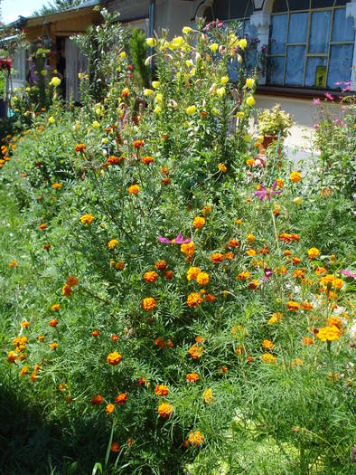  - LA MAMA-LA MOSIE 2009