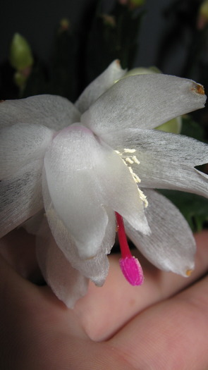 craciunita alba