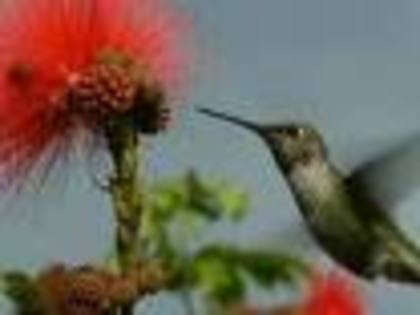 12121 - pasari colibri