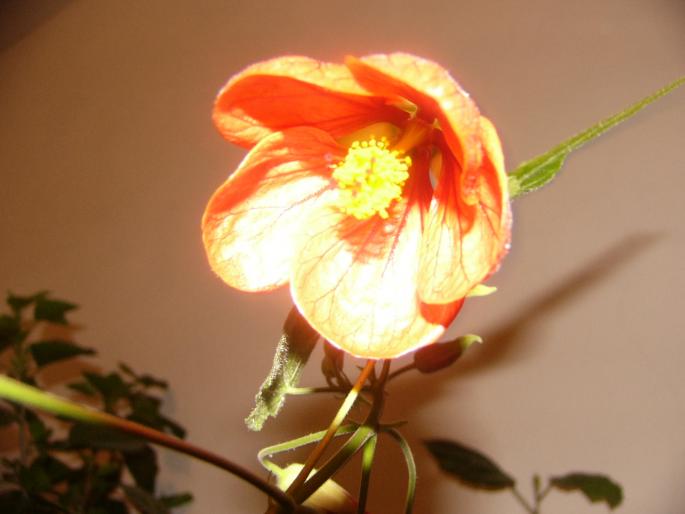 abutilon