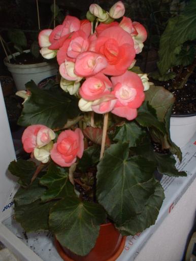 Picture 180 - Begonia elatior