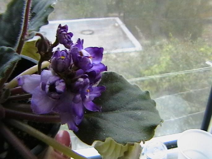 ciudatica. - violete 2009