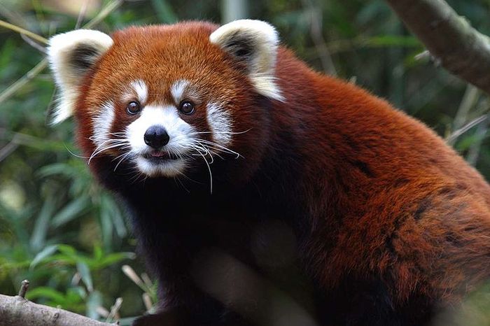 800px-Red_Panda_-_Nashville_Zoo - Salvati animalele pe cale de disparitie000