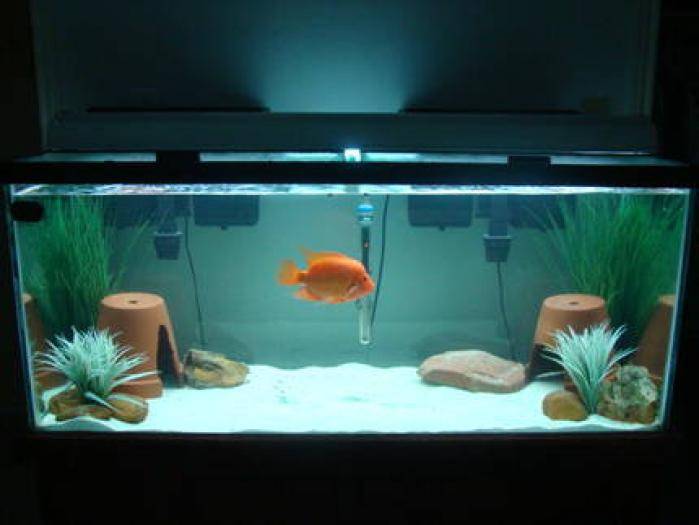 JGSVTJCVGGXMVVRQTIO - Pentru ciclide africane