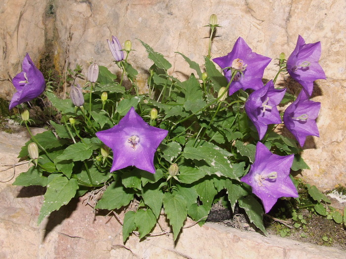 2009_08190590; Romania
