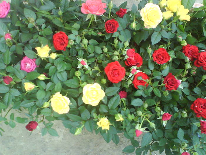 DSC00138 - trandafiri de gradina-butasi de vanzare