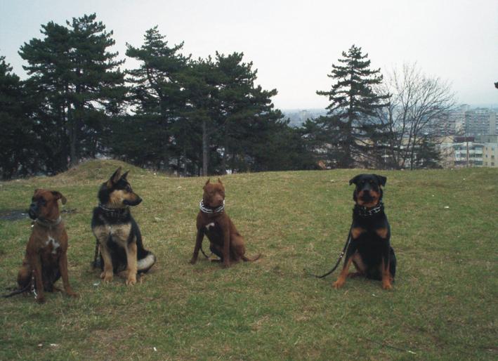 SOCIALIZARE; ARES,PIT,AX,CORA.
