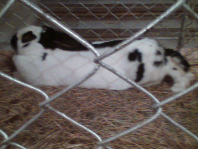 Imag053 - EXPO SATU MARE 2009