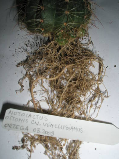Notocactus ottonis cv. venclusianus