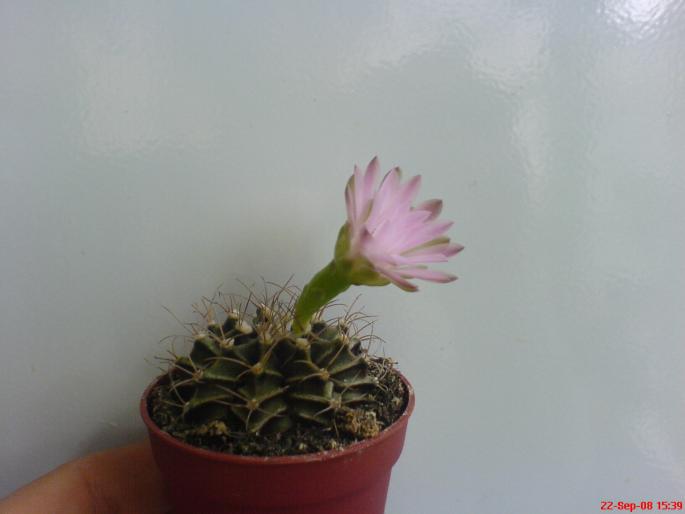 cactus2.