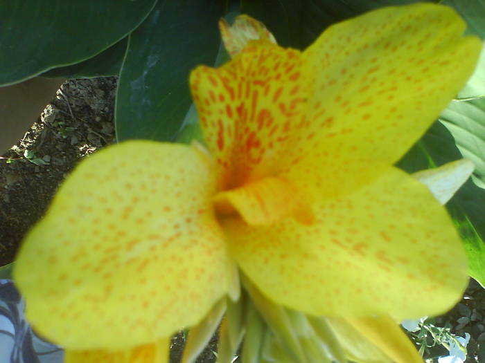 DSC00753 - canna indica 12 cul