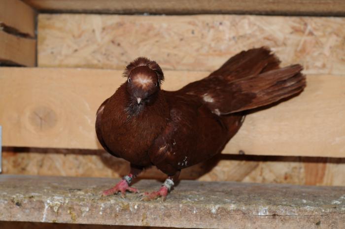 DSC_9905 - jucatori dublumotati calarasi 2008