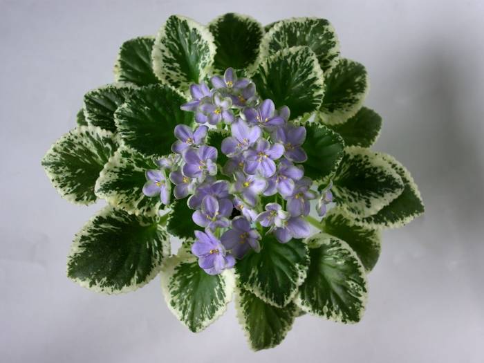 Frosty Frolic - 2013 - Violete Africane