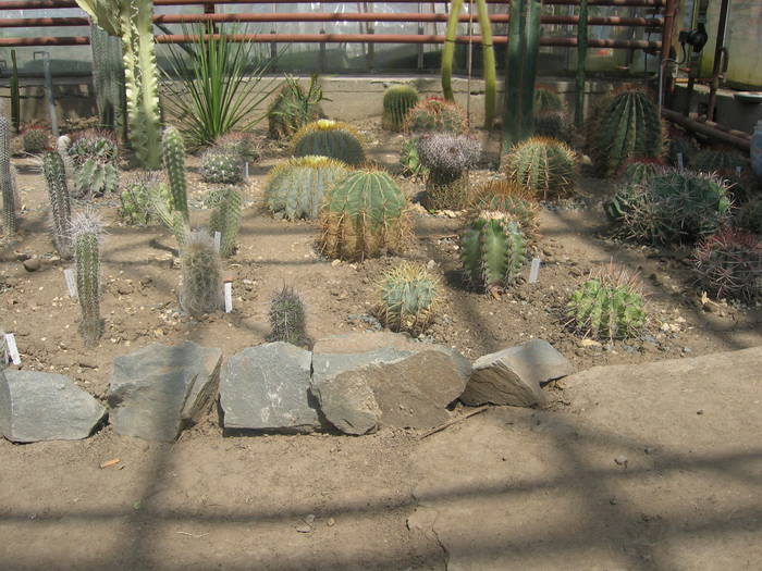 plante la sol - Cactusi la Constanta