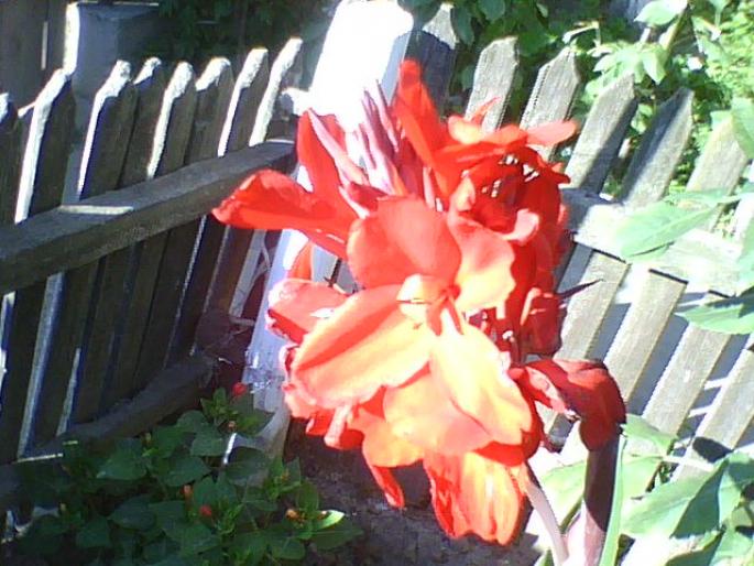 floare de porumb rosu