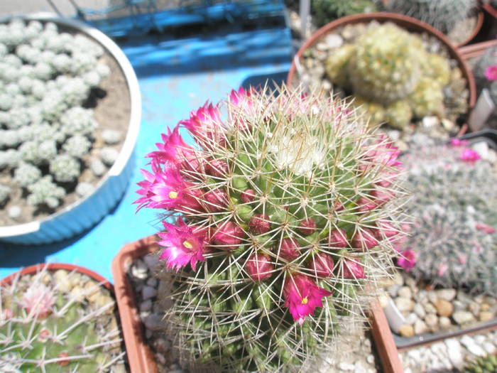 Mammillaria ernestii 25.05