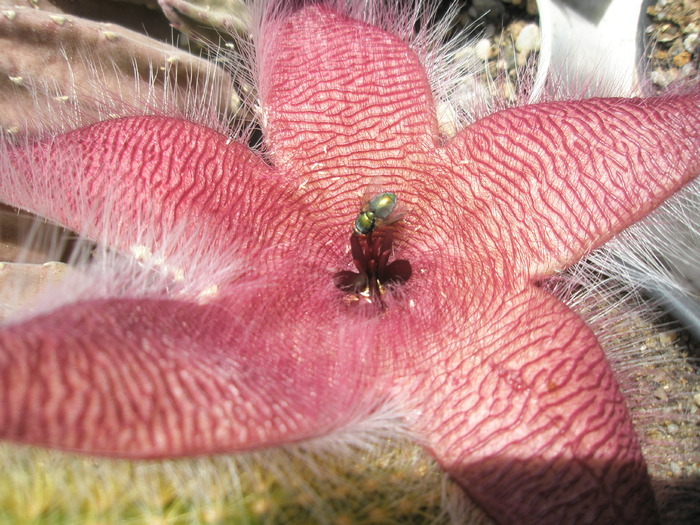 Stapelia flavirostris cu musca