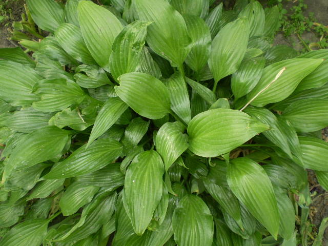 P5101363 - flori de gradina 2009