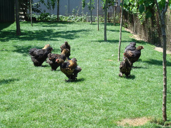 DSC03167 - Fotografii din 9 iunie 2009
